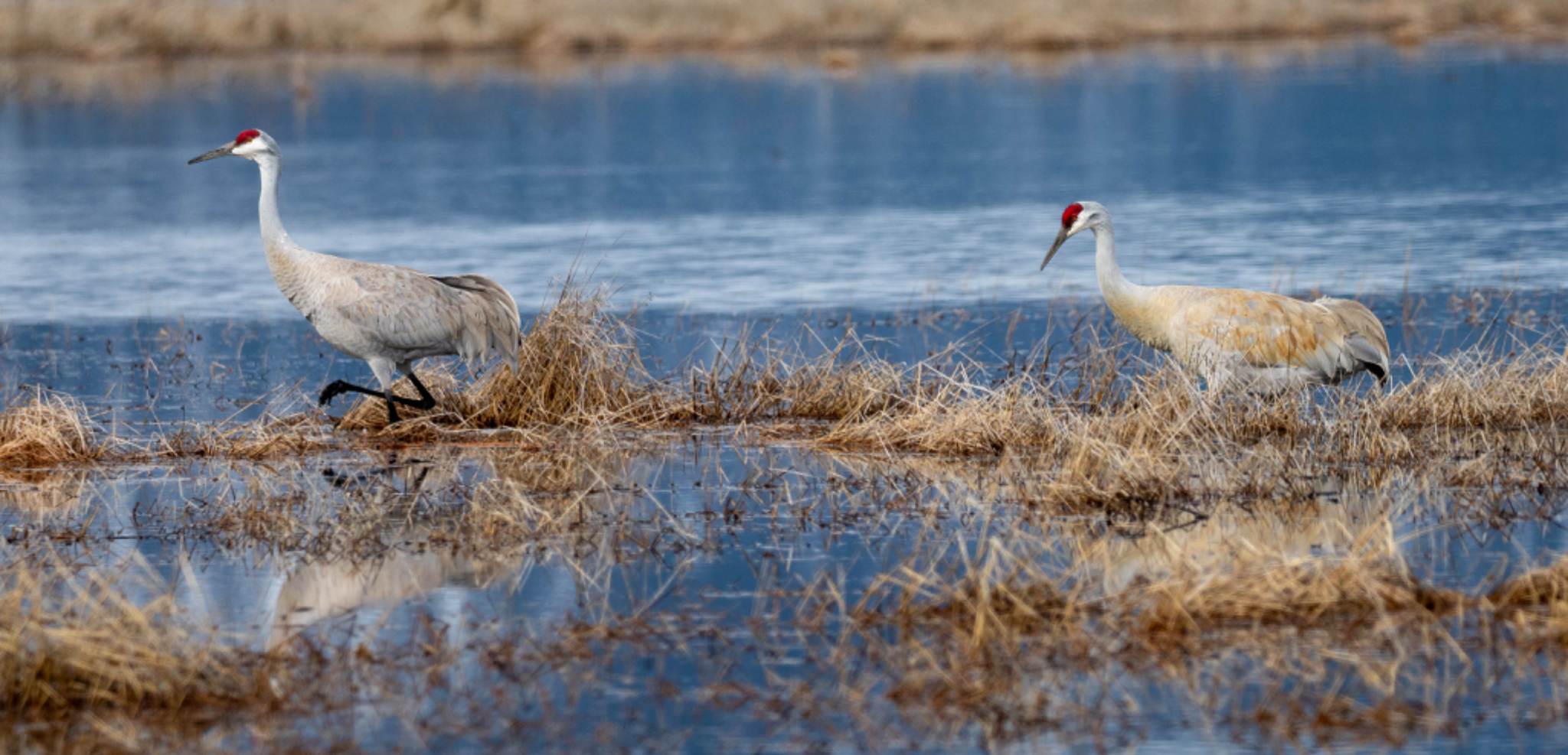Cranes in landscape SV